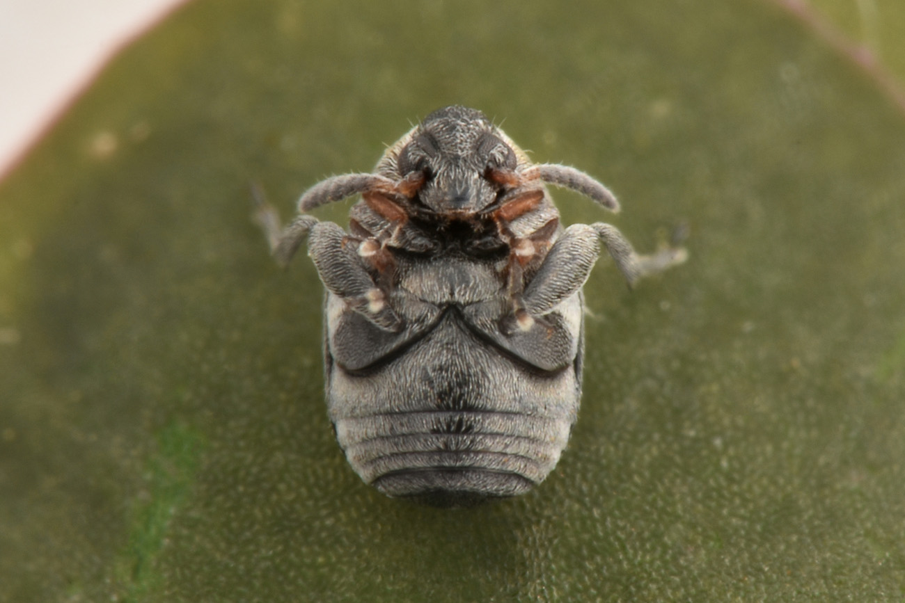 Chrysomelidae Bruchinae: Bruchidius mulsanti